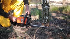 Best Tree Health Inspection  in Louisburg, NC