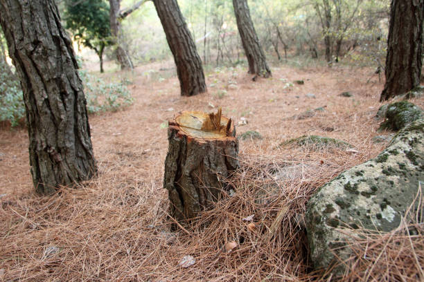 How Our Tree Care Process Works  in  Louisburg, NC